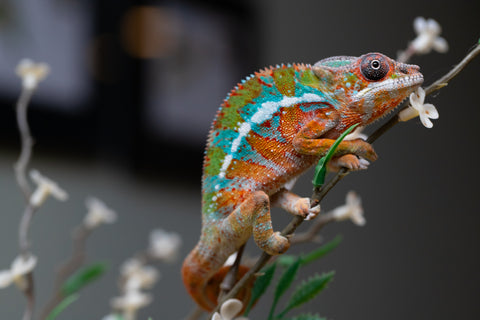 Holdbacks/Individuals: Ambilobe Offspring from "Lahiaivo-vorondolo" (AKA Son Owl) x "Volamena-vovoka" (AKA Gold Dust) - Hatched August 2025 - Male #1