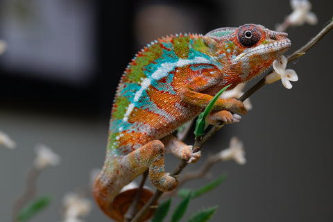 Holdbacks/Individuals: Ambilobe Offspring from "Lahiaivo-vorondolo" (AKA Son Owl) x "Volamena-vovoka" (AKA Gold Dust) - Hatched August 2025 - Male #1