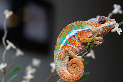 Holdbacks/Individuals: Ambilobe Offspring from "Lahiaivo-vorondolo" (AKA Son Owl) x "Volamena-vovoka" (AKA Gold Dust) - Hatched August 2025 - Male #1