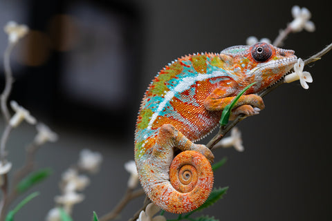 Holdbacks/Individuals: Ambilobe Offspring from "Lahiaivo-vorondolo" (AKA Son Owl) x "Volamena-vovoka" (AKA Gold Dust) - Hatched August 2025 - Male #1