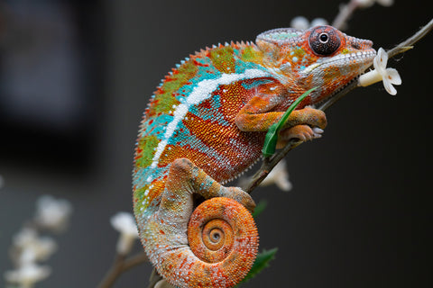 Holdbacks/Individuals: Ambilobe Offspring from "Lahiaivo-vorondolo" (AKA Son Owl) x "Volamena-vovoka" (AKA Gold Dust) - Hatched August 2025 - Male #1