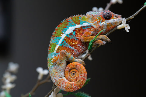 Holdbacks/Individuals: Ambilobe Offspring from "Lahiaivo-vorondolo" (AKA Son Owl) x "Volamena-vovoka" (AKA Gold Dust) - Hatched August 2025 - Male #1