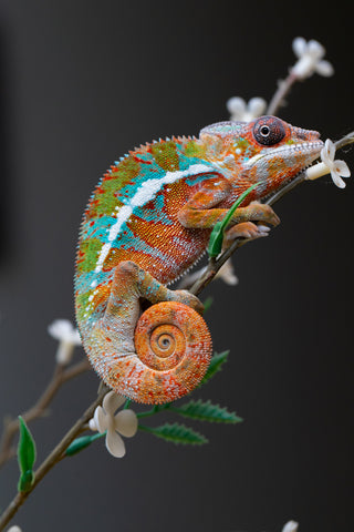 Holdbacks/Individuals: Ambilobe Offspring from "Lahiaivo-vorondolo" (AKA Son Owl) x "Volamena-vovoka" (AKA Gold Dust) - Hatched August 2025 - Male #1