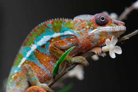 Holdbacks/Individuals: Ambilobe Offspring from "Lahiaivo-vorondolo" (AKA Son Owl) x "Volamena-vovoka" (AKA Gold Dust) - Hatched August 2025 - Male #1