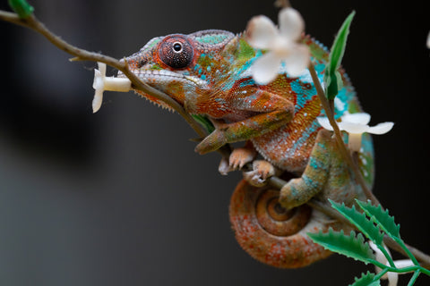 Holdbacks/Individuals: Ambilobe Offspring from "Lahiaivo-vorondolo" (AKA Son Owl) x "Volamena-vovoka" (AKA Gold Dust) - Hatched August 2025 - Male #1