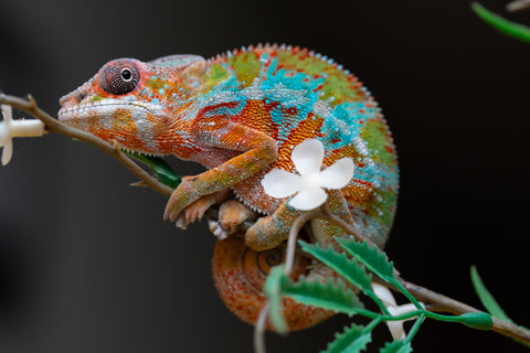 Holdbacks/Individuals: Ambilobe Offspring from "Lahiaivo-vorondolo" (AKA Son Owl) x "Volamena-vovoka" (AKA Gold Dust) - Hatched August 2025 - Male #1