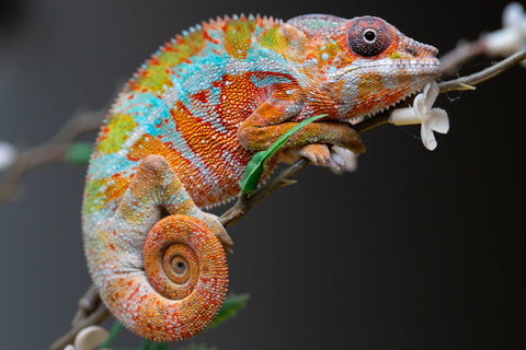 Holdbacks/Individuals: Ambilobe Offspring from "Lahiaivo-vorondolo" (AKA Son Owl) x "Volamena-vovoka" (AKA Gold Dust) - Hatched August 2025 - Male #1