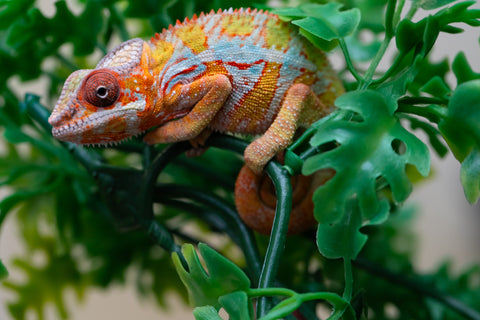 Holdbacks/Individuals: Ambilobe Offspring from "Lahiaivo-vorondolo" (AKA Son Owl) x "Volamena-vovoka" (AKA Gold Dust) - Hatched August 2025 - Male #2