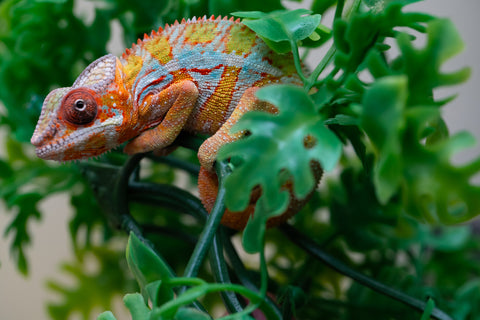 Holdbacks/Individuals: Ambilobe Offspring from "Lahiaivo-vorondolo" (AKA Son Owl) x "Volamena-vovoka" (AKA Gold Dust) - Hatched August 2025 - Male #2