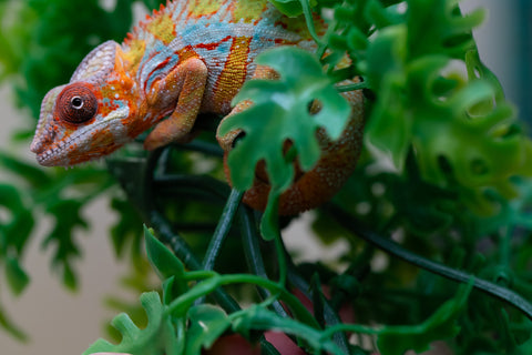 Holdbacks/Individuals: Ambilobe Offspring from "Lahiaivo-vorondolo" (AKA Son Owl) x "Volamena-vovoka" (AKA Gold Dust) - Hatched August 2025 - Male #2