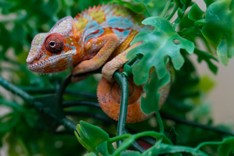 Holdbacks/Individuals: Ambilobe Offspring from "Lahiaivo-vorondolo" (AKA Son Owl) x "Volamena-vovoka" (AKA Gold Dust) - Hatched August 2025 - Male #2