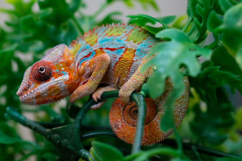 Holdbacks/Individuals: Ambilobe Offspring from "Lahiaivo-vorondolo" (AKA Son Owl) x "Volamena-vovoka" (AKA Gold Dust) - Hatched August 2025 - Male #2