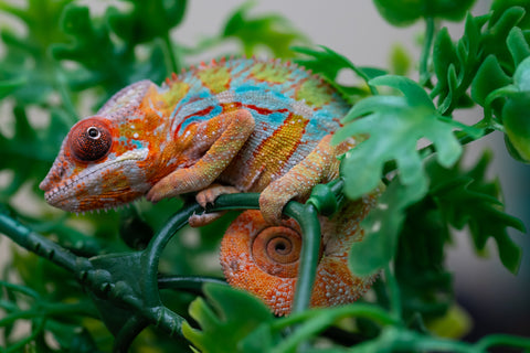 Holdbacks/Individuals: Ambilobe Offspring from "Lahiaivo-vorondolo" (AKA Son Owl) x "Volamena-vovoka" (AKA Gold Dust) - Hatched August 2025 - Male #2