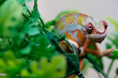 Holdbacks/Individuals: Ambilobe Offspring from "Lahiaivo-vorondolo" (AKA Son Owl) x "Volamena-vovoka" (AKA Gold Dust) - Hatched August 2025 - Male #2