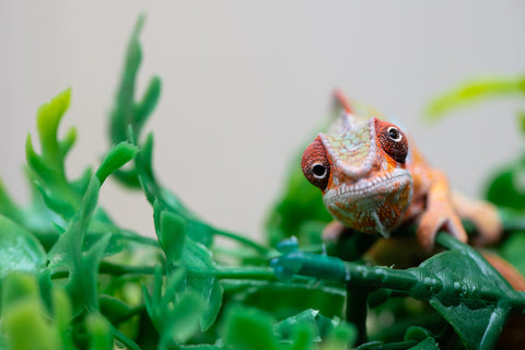 Holdbacks/Individuals: Ambilobe Offspring from "Lahiaivo-vorondolo" (AKA Son Owl) x "Volamena-vovoka" (AKA Gold Dust) - Hatched August 2025 - Male #2