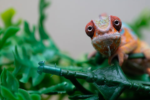 Holdbacks/Individuals: Ambilobe Offspring from "Lahiaivo-vorondolo" (AKA Son Owl) x "Volamena-vovoka" (AKA Gold Dust) - Hatched August 2025 - Male #2