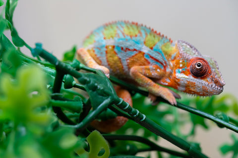 Holdbacks/Individuals: Ambilobe Offspring from "Lahiaivo-vorondolo" (AKA Son Owl) x "Volamena-vovoka" (AKA Gold Dust) - Hatched August 2025 - Male #2