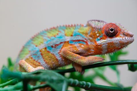 Holdbacks/Individuals: Ambilobe Offspring from "Lahiaivo-vorondolo" (AKA Son Owl) x "Volamena-vovoka" (AKA Gold Dust) - Hatched August 2025 - Male #2