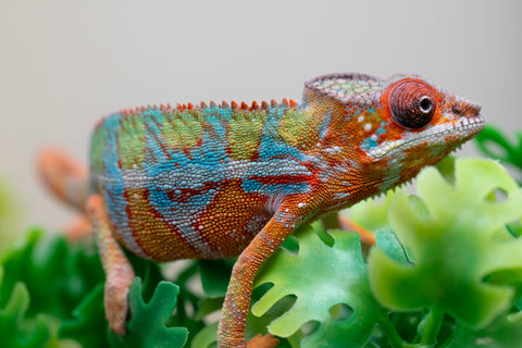 Holdbacks/Individuals: Ambilobe Offspring from "Lahiaivo-vorondolo" (AKA Son Owl) x "Volamena-vovoka" (AKA Gold Dust) - Hatched August 2025 - Male #2