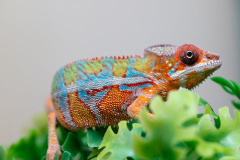 Holdbacks/Individuals: Ambilobe Offspring from "Lahiaivo-vorondolo" (AKA Son Owl) x "Volamena-vovoka" (AKA Gold Dust) - Hatched August 2025 - Male #2