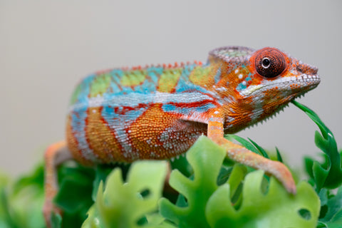 Holdbacks/Individuals: Ambilobe Offspring from "Lahiaivo-vorondolo" (AKA Son Owl) x "Volamena-vovoka" (AKA Gold Dust) - Hatched August 2025 - Male #2