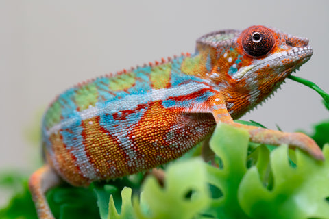 Holdbacks/Individuals: Ambilobe Offspring from "Lahiaivo-vorondolo" (AKA Son Owl) x "Volamena-vovoka" (AKA Gold Dust) - Hatched August 2025 - Male #2