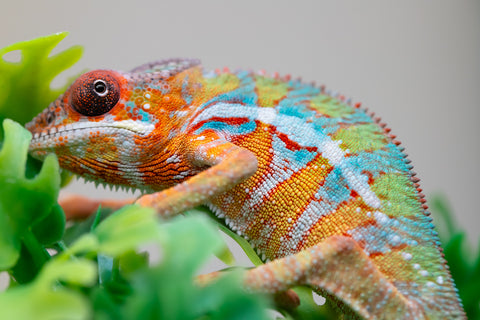 Holdbacks/Individuals: Ambilobe Offspring from "Lahiaivo-vorondolo" (AKA Son Owl) x "Volamena-vovoka" (AKA Gold Dust) - Hatched August 2025 - Male #2