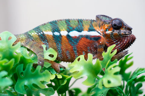 Holdbacks/Individuals: Ambilobe Offspring from "Lahiaivo-vorondolo" (AKA Son Owl) x "Volamena-vovoka" (AKA Gold Dust) - Hatched August 2025 - Male #3