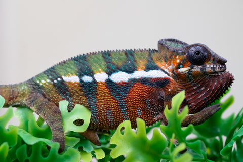 Holdbacks/Individuals: Ambilobe Offspring from "Lahiaivo-vorondolo" (AKA Son Owl) x "Volamena-vovoka" (AKA Gold Dust) - Hatched August 2025 - Male #3