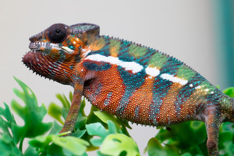 Holdbacks/Individuals: Ambilobe Offspring from "Lahiaivo-vorondolo" (AKA Son Owl) x "Volamena-vovoka" (AKA Gold Dust) - Hatched August 2025 - Male #3