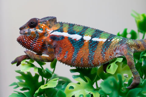 Holdbacks/Individuals: Ambilobe Offspring from "Lahiaivo-vorondolo" (AKA Son Owl) x "Volamena-vovoka" (AKA Gold Dust) - Hatched August 2025 - Male #3