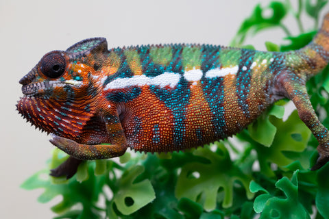 Holdbacks/Individuals: Ambilobe Offspring from "Lahiaivo-vorondolo" (AKA Son Owl) x "Volamena-vovoka" (AKA Gold Dust) - Hatched August 2025 - Male #3