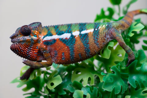 Holdbacks/Individuals: Ambilobe Offspring from "Lahiaivo-vorondolo" (AKA Son Owl) x "Volamena-vovoka" (AKA Gold Dust) - Hatched August 2025 - Male #3