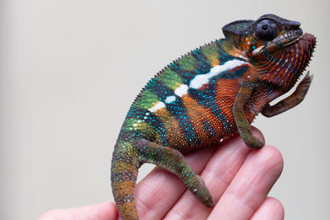 Holdbacks/Individuals: Ambilobe Offspring from "Lahiaivo-vorondolo" (AKA Son Owl) x "Volamena-vovoka" (AKA Gold Dust) - Hatched August 2025 - Male #3