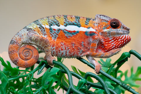 Holdbacks/Individuals: Ambilobe Offspring from "Lahiaivo-vorondolo" (AKA Son Owl) x "Volamena-vovoka" (AKA Gold Dust) - Hatched August 2025 - Male #4