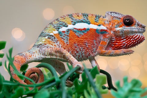 Holdbacks/Individuals: Ambilobe Offspring from "Lahiaivo-vorondolo" (AKA Son Owl) x "Volamena-vovoka" (AKA Gold Dust) - Hatched August 2025 - Male #4