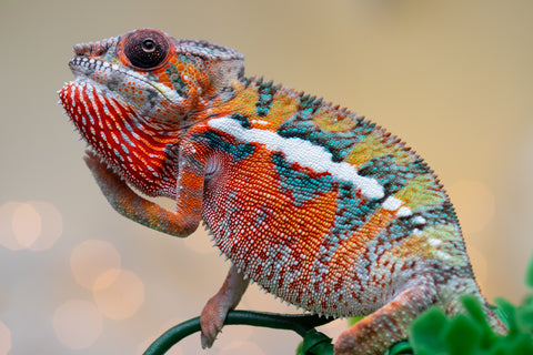 Holdbacks/Individuals: Ambilobe Offspring from "Lahiaivo-vorondolo" (AKA Son Owl) x "Volamena-vovoka" (AKA Gold Dust) - Hatched August 2025 - Male #4