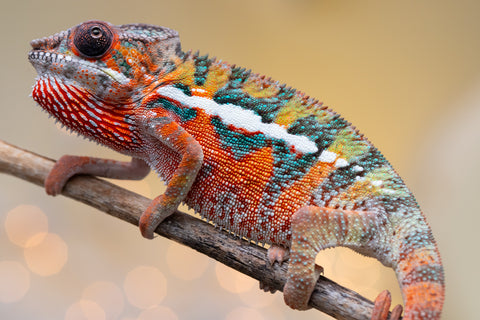 Holdbacks/Individuals: Ambilobe Offspring from "Lahiaivo-vorondolo" (AKA Son Owl) x "Volamena-vovoka" (AKA Gold Dust) - Hatched August 2025 - Male #4