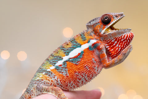 Holdbacks/Individuals: Ambilobe Offspring from "Lahiaivo-vorondolo" (AKA Son Owl) x "Volamena-vovoka" (AKA Gold Dust) - Hatched August 2025 - Male #4