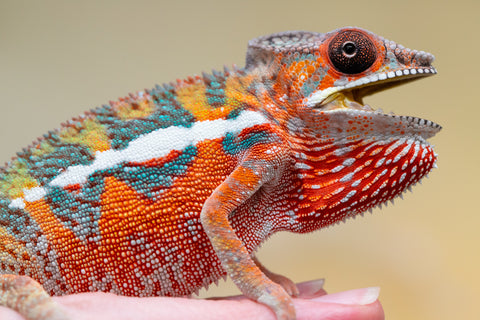 Holdbacks/Individuals: Ambilobe Offspring from "Lahiaivo-vorondolo" (AKA Son Owl) x "Volamena-vovoka" (AKA Gold Dust) - Hatched August 2025 - Male #4