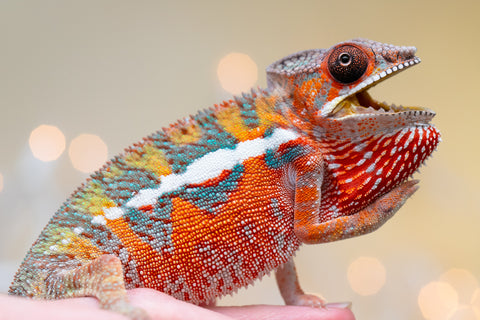 Holdbacks/Individuals: Ambilobe Offspring from "Lahiaivo-vorondolo" (AKA Son Owl) x "Volamena-vovoka" (AKA Gold Dust) - Hatched August 2025 - Male #4