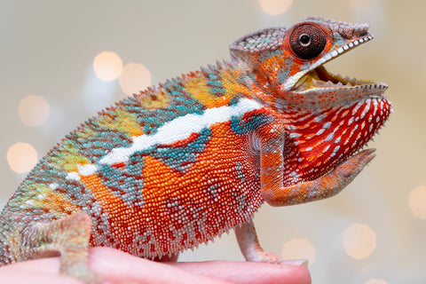 Holdbacks/Individuals: Ambilobe Offspring from "Lahiaivo-vorondolo" (AKA Son Owl) x "Volamena-vovoka" (AKA Gold Dust) - Hatched August 2025 - Male #4