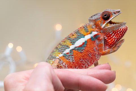 Holdbacks/Individuals: Ambilobe Offspring from "Lahiaivo-vorondolo" (AKA Son Owl) x "Volamena-vovoka" (AKA Gold Dust) - Hatched August 2025 - Male #4