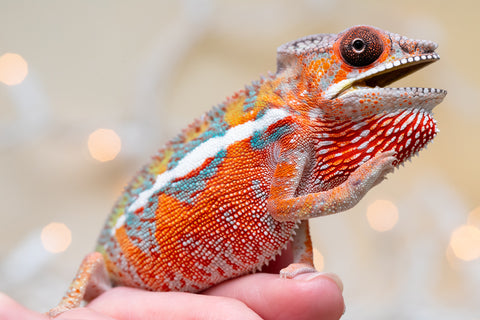 Holdbacks/Individuals: Ambilobe Offspring from "Lahiaivo-vorondolo" (AKA Son Owl) x "Volamena-vovoka" (AKA Gold Dust) - Hatched August 2025 - Male #4