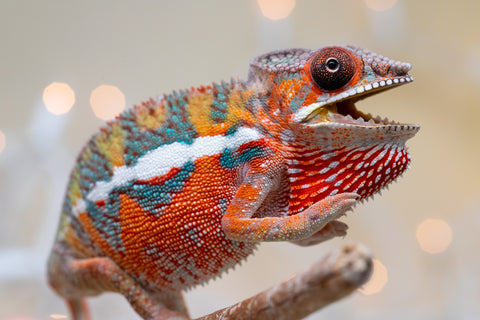 Holdbacks/Individuals: Ambilobe Offspring from "Lahiaivo-vorondolo" (AKA Son Owl) x "Volamena-vovoka" (AKA Gold Dust) - Hatched August 2025 - Male #4