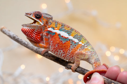 Holdbacks/Individuals: Ambilobe Offspring from "Lahiaivo-vorondolo" (AKA Son Owl) x "Volamena-vovoka" (AKA Gold Dust) - Hatched August 2025 - Male #4