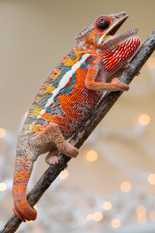 Holdbacks/Individuals: Ambilobe Offspring from "Lahiaivo-vorondolo" (AKA Son Owl) x "Volamena-vovoka" (AKA Gold Dust) - Hatched August 2025 - Male #4