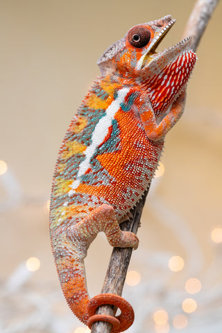 Holdbacks/Individuals: Ambilobe Offspring from "Lahiaivo-vorondolo" (AKA Son Owl) x "Volamena-vovoka" (AKA Gold Dust) - Hatched August 2025 - Male #4