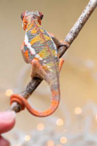 Holdbacks/Individuals: Ambilobe Offspring from "Lahiaivo-vorondolo" (AKA Son Owl) x "Volamena-vovoka" (AKA Gold Dust) - Hatched August 2025 - Male #4