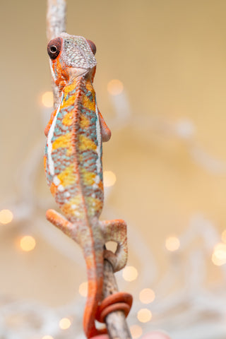 Holdbacks/Individuals: Ambilobe Offspring from "Lahiaivo-vorondolo" (AKA Son Owl) x "Volamena-vovoka" (AKA Gold Dust) - Hatched August 2025 - Male #4